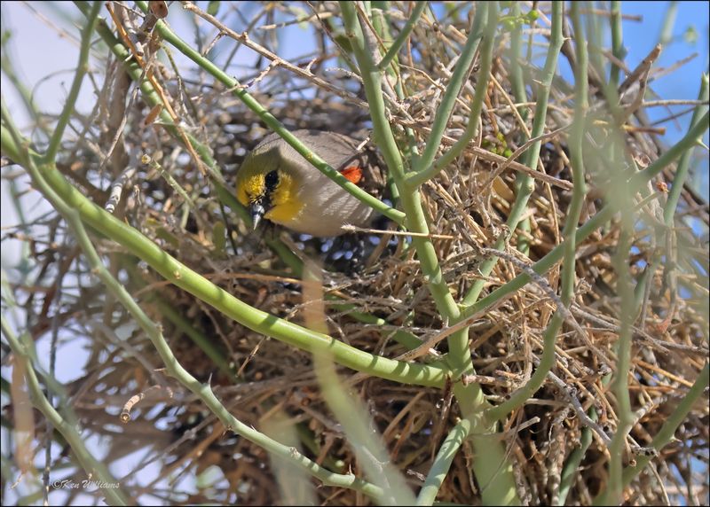 Verdin nest, Sweetwater Wetlands, Tucson , AZ, 4-2-2024_8772z.jpg