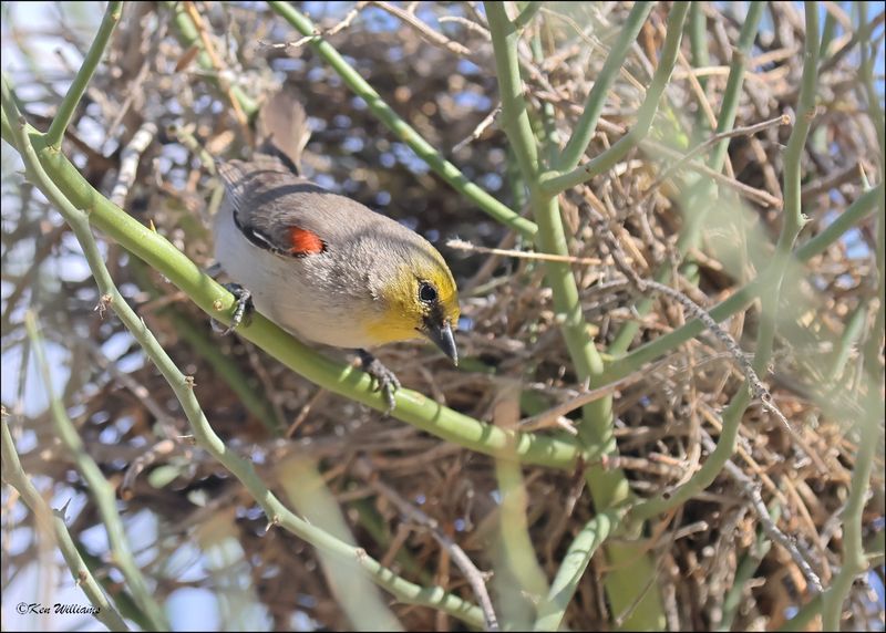 Verdin nest, Sweetwater Wetlands, Tucson , AZ, 4-2-2024_8781z.jpg