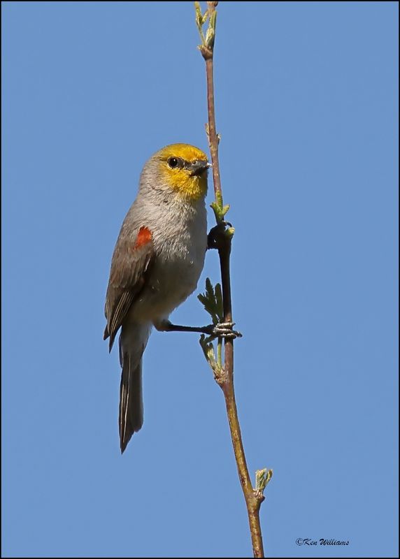 :Verdin: