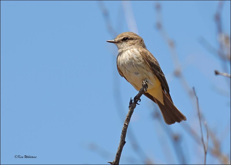 Vermilion Flycatcher female, Patagonia, AZ, 4-4-2024_0226z.jpg