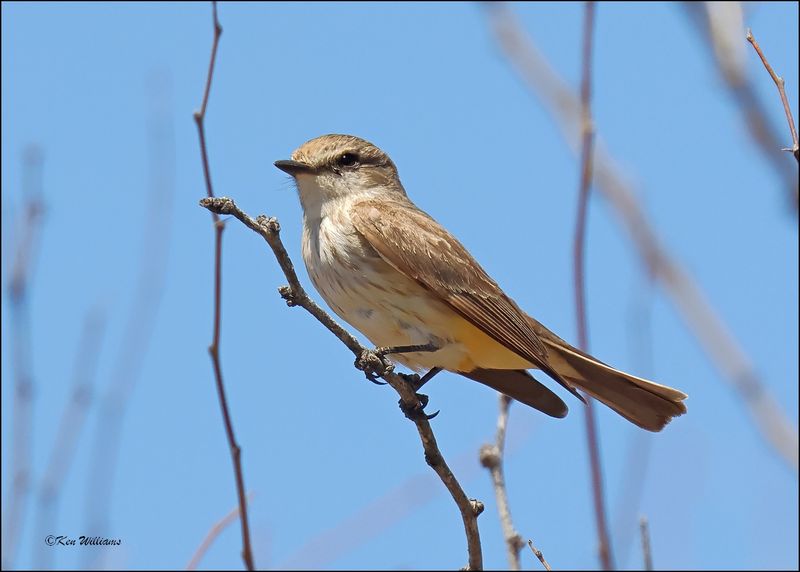 Vermilion Flycatcher female, Patagonia, AZ, 4-4-2024_0252z.jpg