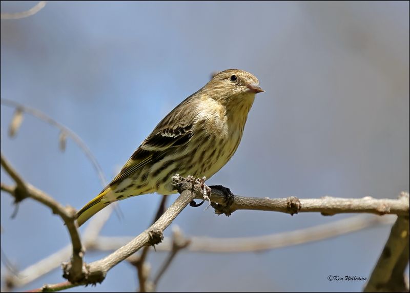 Pine Siskin, Patagonia, AZ, 4-4-2024_0263z.jpg