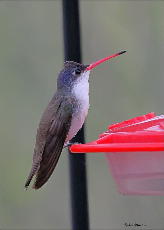 Violet-crowned Hummingbird, Patagonia, AZ, 4-5-2024_1202z.jpg