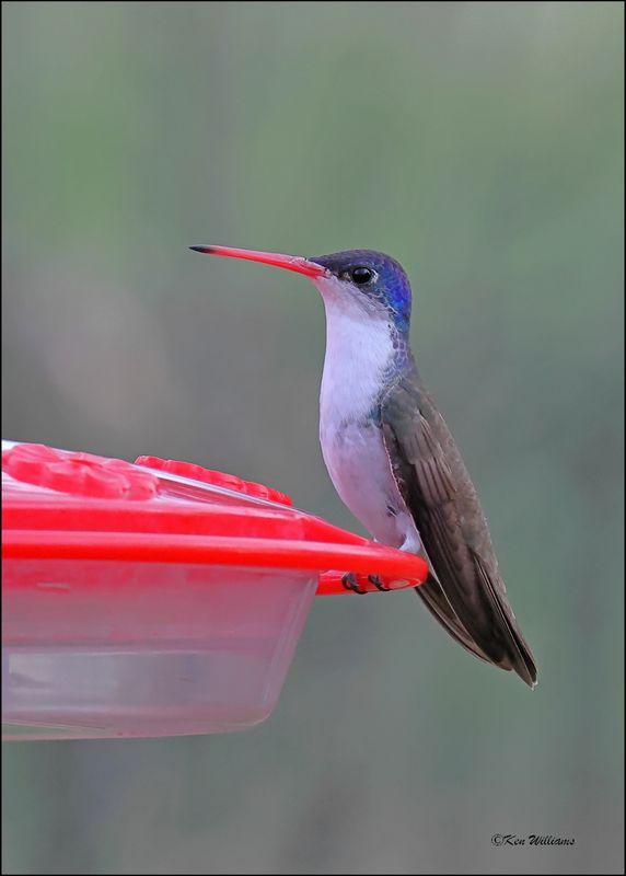 Violet-crowned Hummingbird, Patagonia, AZ, 4-5-2024_1290z.jpg