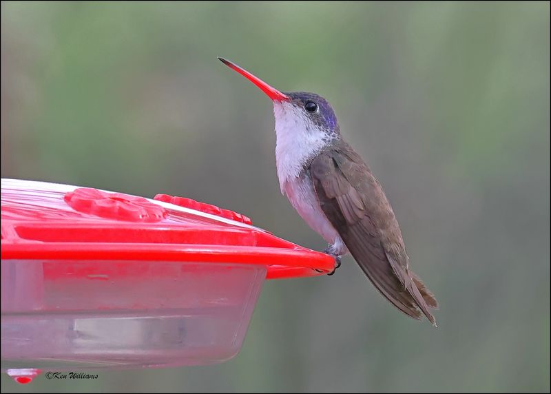 Violet-crowned Hummingbird, Patagonia, AZ, 4-5-2024_1303z.jpg