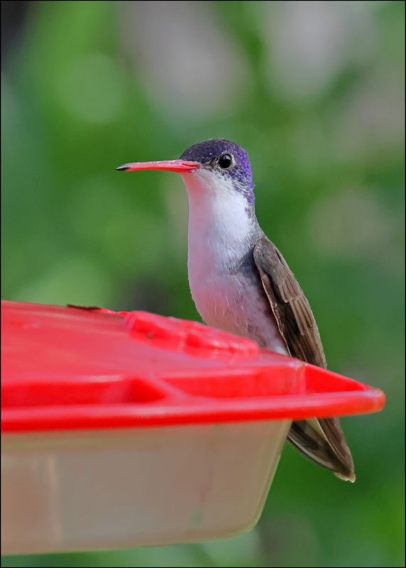 Violet-crowned Hummingbird, Patagonia, AZ, 4-5-2024_1427z.jpg