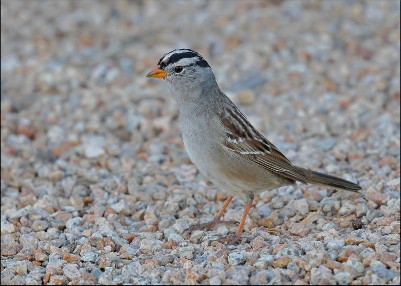 White-crowned Sparrow, Gilbert Water Ranch, AZ, 3-30-2024_6356z.jpg