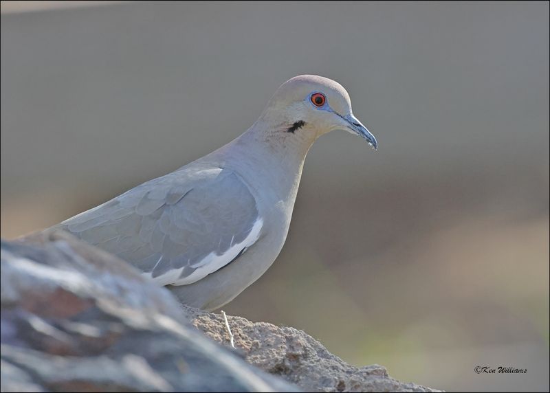 White-winged Dove, Patagonia, AZ, 4-4-2024_0378z.jpg