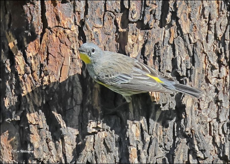Yellow-rumped Warbler - Audubon subspecies, Patagonia, AZ, 4-4-2024_0475z.jpg