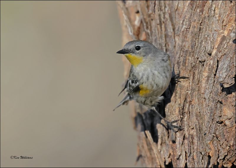 Yellow-rumped Warbler - Audubon subspecies, Patagonia, AZ, 4-4-2024_0775z.jpg