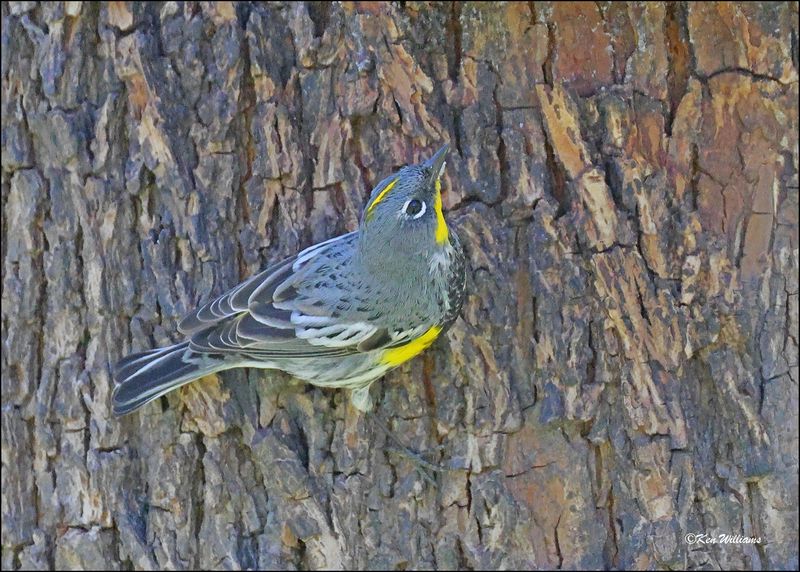 Yellow-rumped Warbler - Audubon subspecies, Patagonia, AZ, 4-4-2024_9843z.jpg