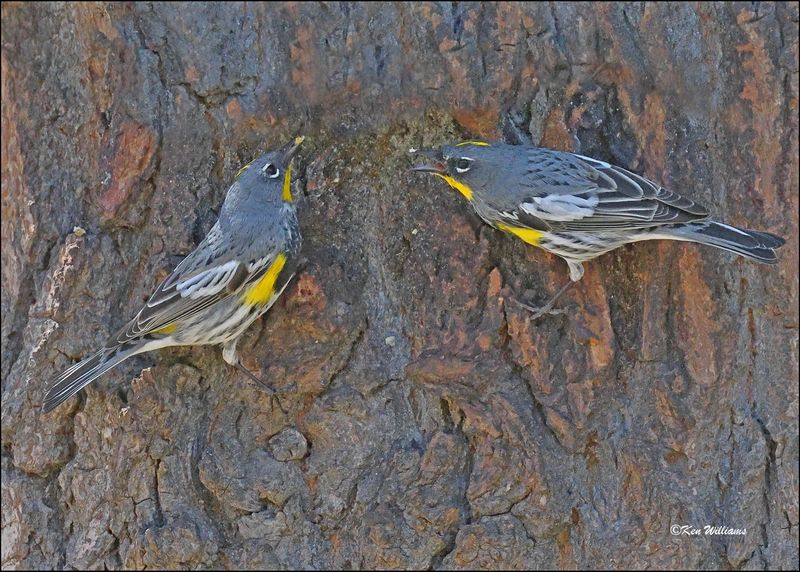 Yellow-rumped Warbler - Audubon subspecies, Patagonia, AZ, 4-4-2024_9942z.jpg