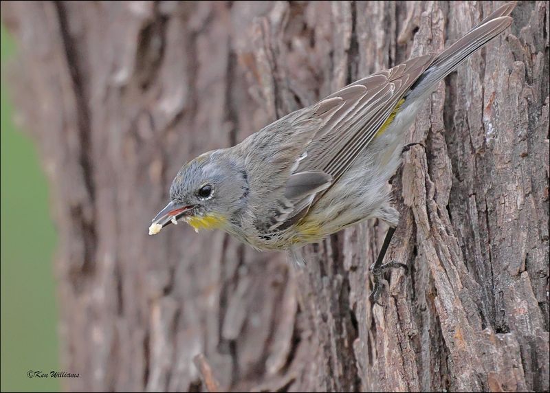 Yellow-rumped Warbler - Audubon subspecies, Patagonia, AZ, 4-5-2024_0998z.jpg