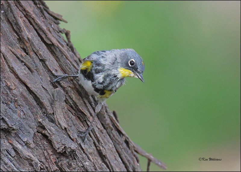 Yellow-rumped Warbler - Audubon subspecies, Patagonia, AZ, 4-5-2024_1278z.jpg
