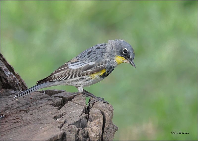 Yellow-rumped Warbler - Audubon subspecies, Patagonia, AZ, 4-5-2024_1288z.jpg