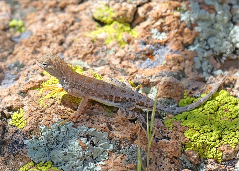 Zebra-tailed lizard female, Boyce Thompson Arboretum, 3-30-2024_5726z.jpg