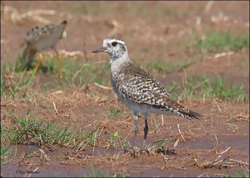 American Golden Plover, Wagoner Co, OK, 5-7-2024_4555z.jpg