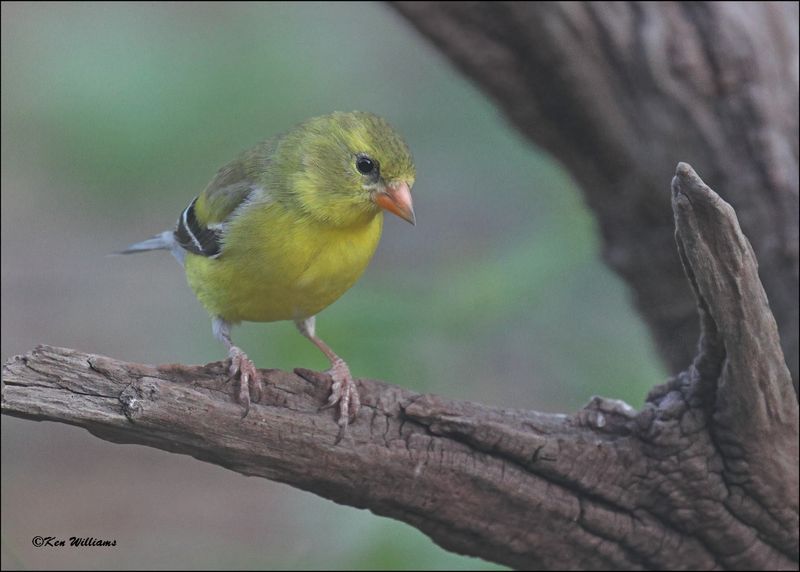 American Goldfinch female, Rogers Co. yard, OK, 4-22-2024_2678Dz.jpg
