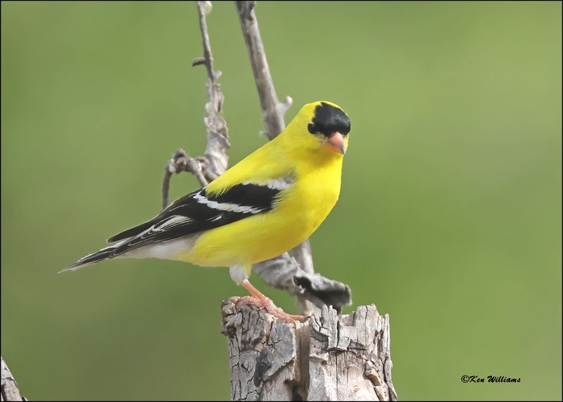 American Goldfinch male, Rogers Co. yard, OK, 4-22-2024_2676Dz.jpg