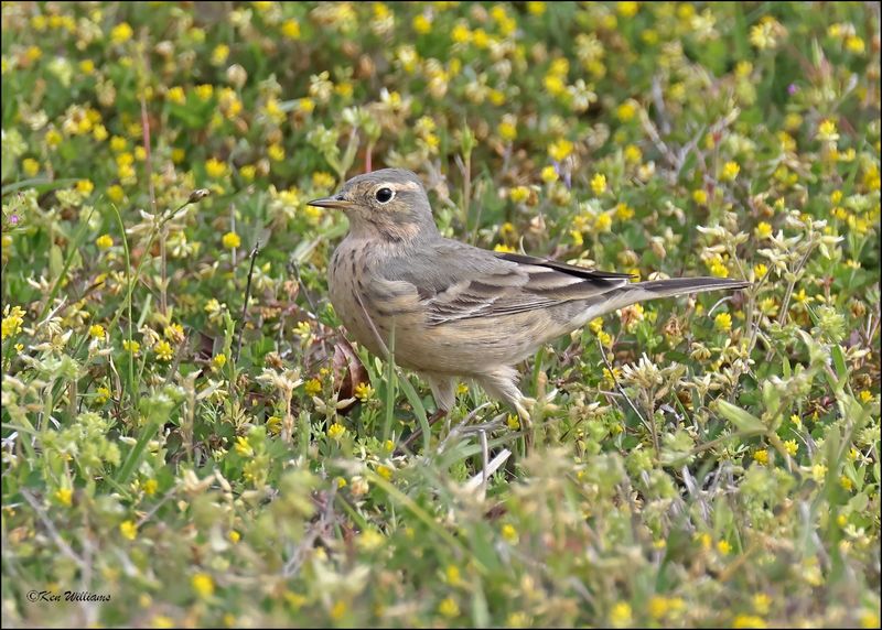 American Pipit, Ft Gibson Lake, OK, 4-12-2024_1916Dz.jpg