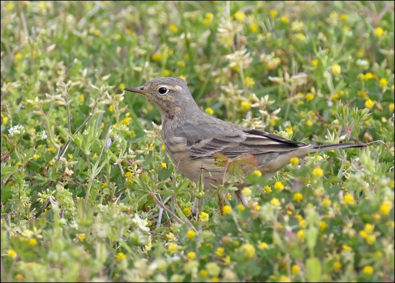 American Pipit, Ft Gibson Lake, OK, 4-12-2024_1941Dz.jpg
