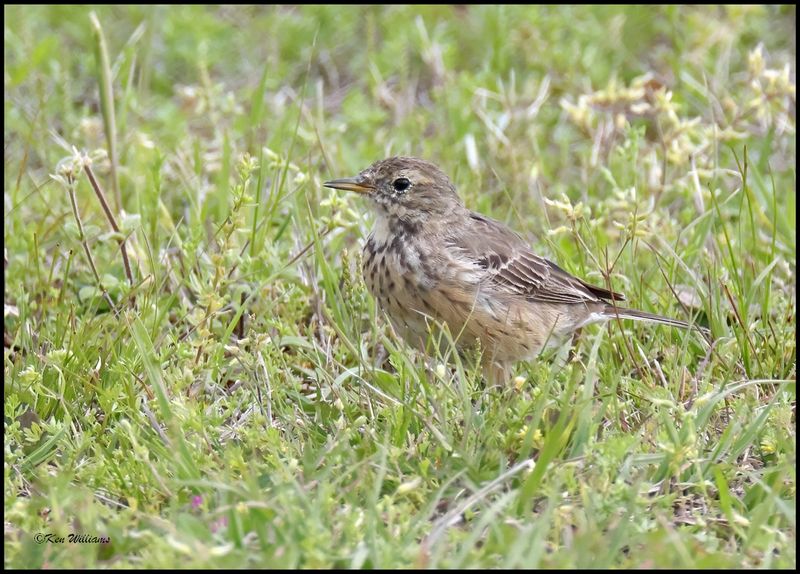 American Pipit, Ft Gibson Lake, OK, 4-12-2024_1977Dz.jpg