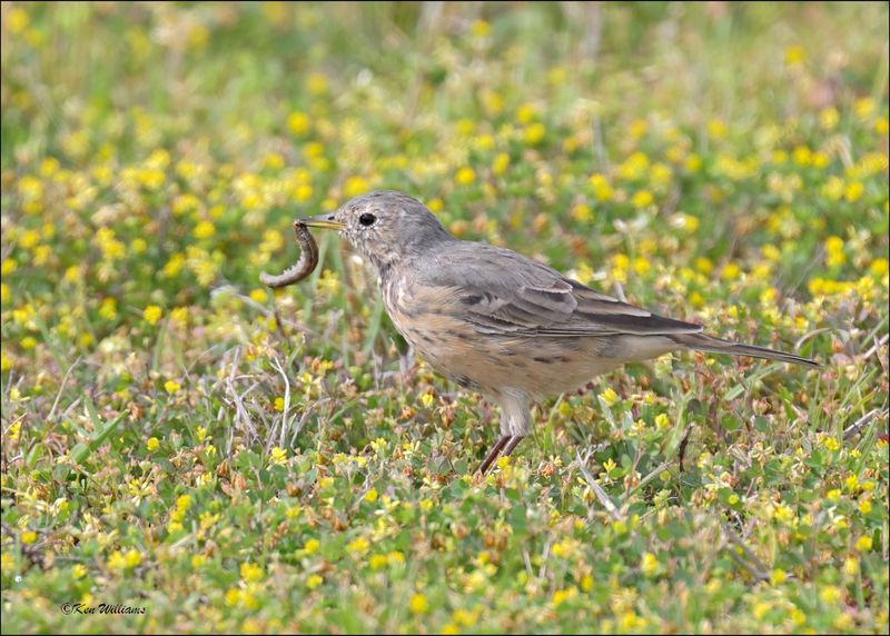 American Pipit, Ft Gibson Lake, OK, 4-12-2024_2085Dz.jpg
