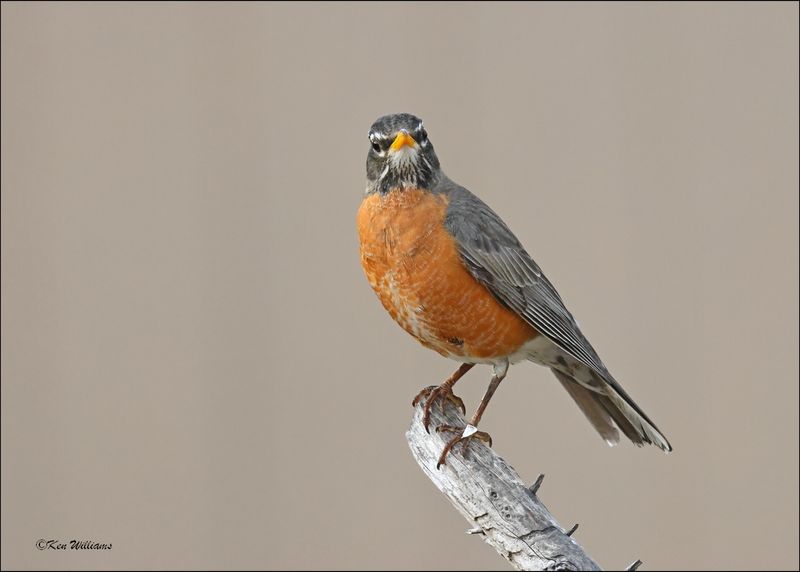 American Robin, Rogers Co. yard, OK, 3-22-2024_4468Dz.jpg