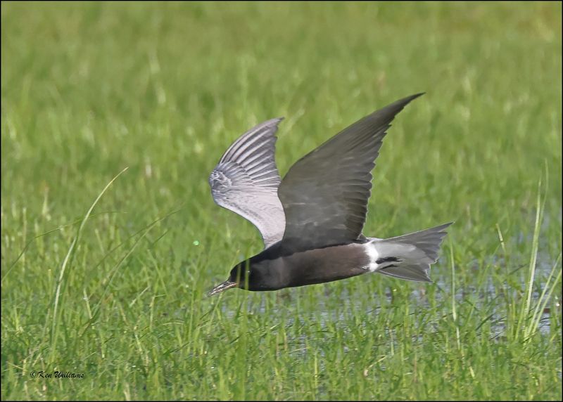 Black Tern, Wagoner Co, OK, 5-7-2024_4129z.jpg