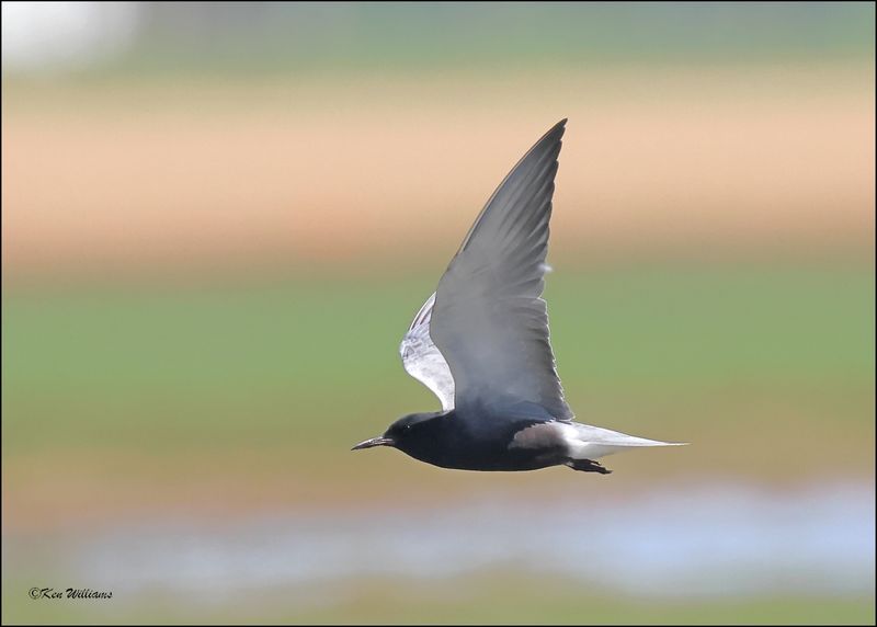 Black Tern, Wagoner Co, OK, 5-7-2024_4908z.jpg