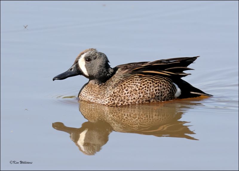 Blue-winged Teal male, Wagoner Co, OK, 4-21-2024_2629z.jpg