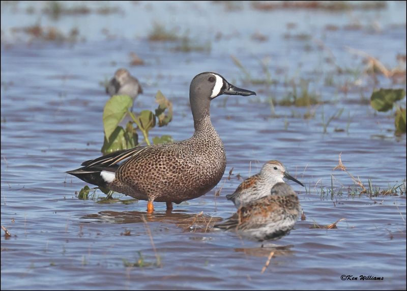Blue-winged Teal, Wagoner Co., OK, 4-29-2024_3295z.jpg