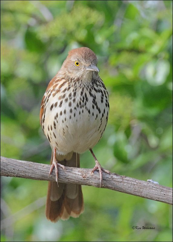 Brown Thrasher, Rogers Co. yard, OK, 4-20-2024_2246z.jpg