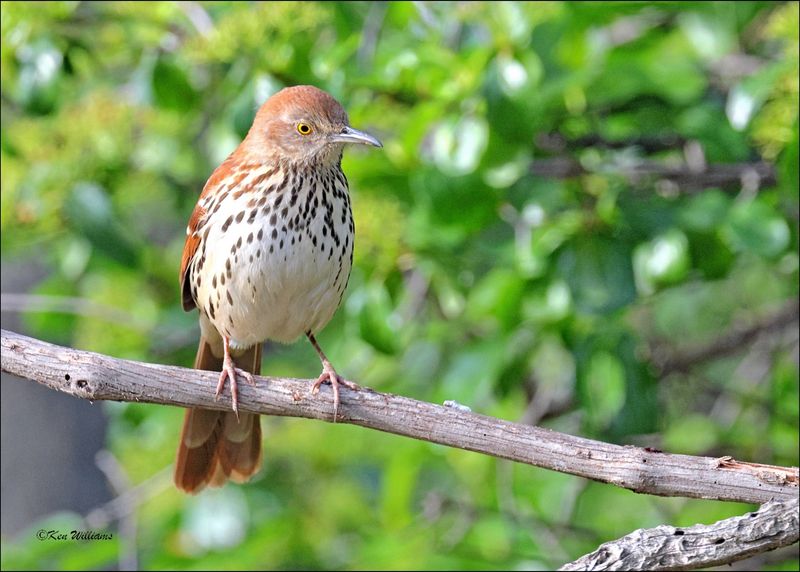 Brown Thrasher, Rogers Co. yard, OK, 4-20-2024_2263z.jpg