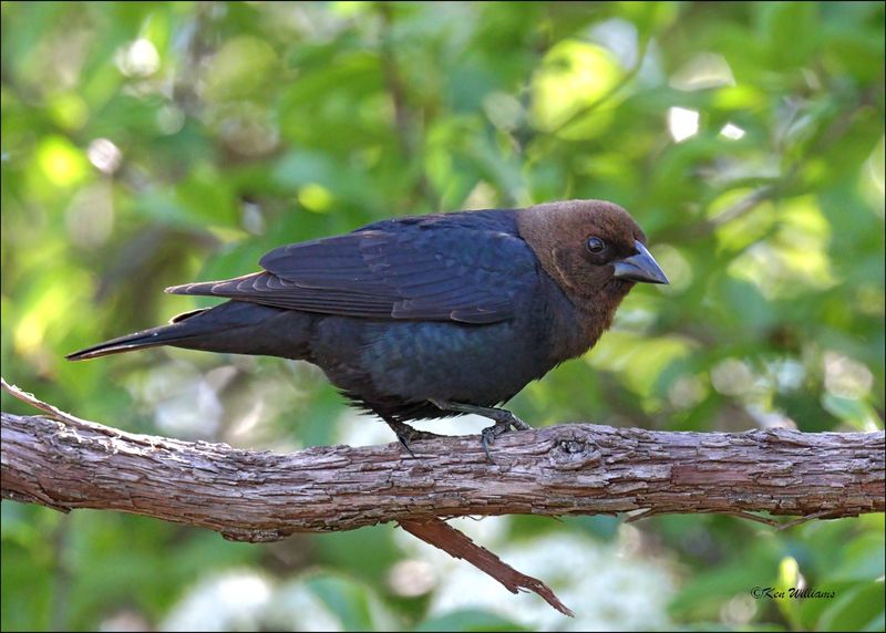 Brown-headed Cowbird male, Rogers Co. yard, OK, 4-11-2024_1684Dz.jpg