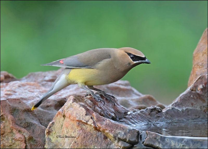 Cedar Waxwing, Rogers Co. yard, OK, 3-22-2024_4436Dz.jpg