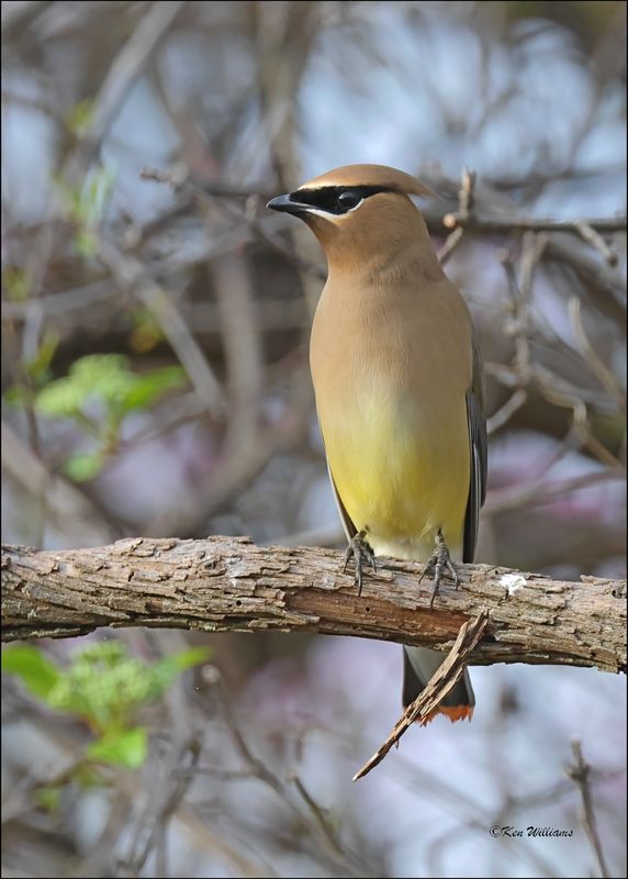 Cedar Waxwing, Rogers Co. yard, OK, 3-22-2024_4490Dz.jpg