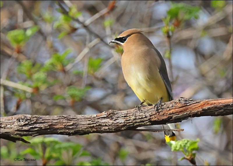 Cedar Waxwing, Rogers Co. yard, OK, 3-22-2024_4508Dz.jpg