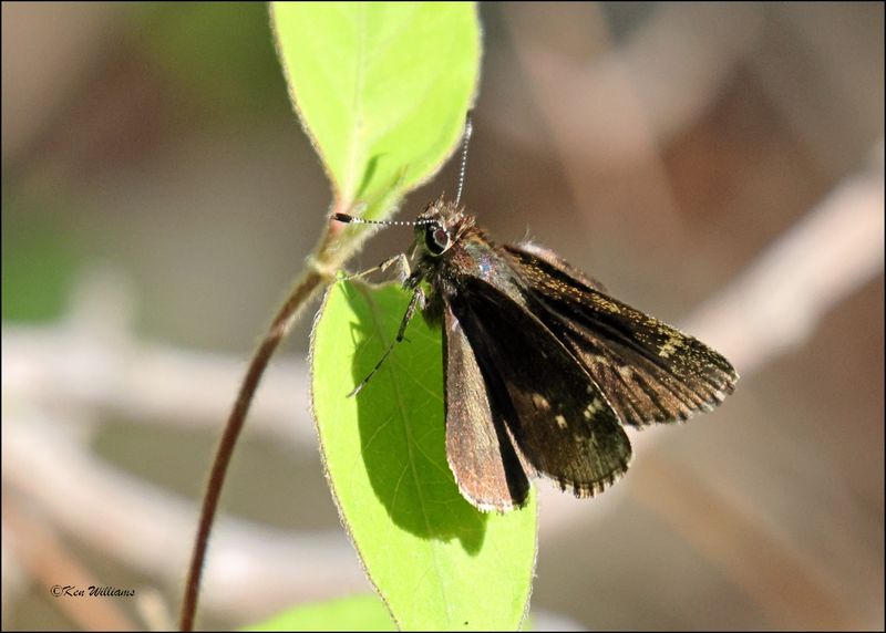 Common Roadside-Skipper, Wagoner Co, OK, 4-21-2024_2616z.jpg