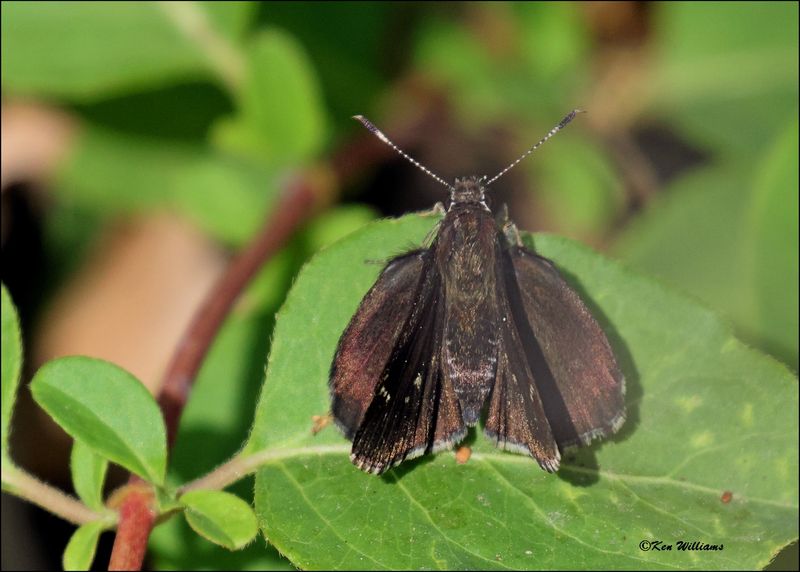 Roadside-Skippers