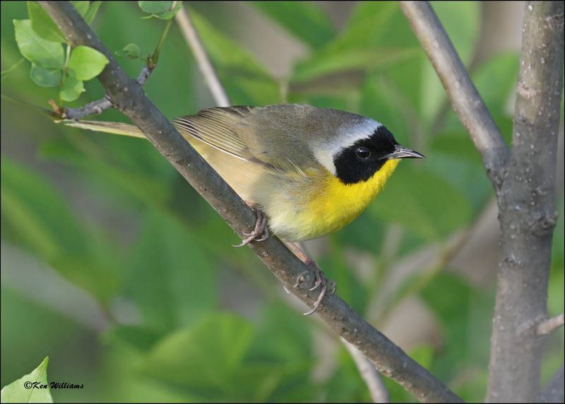 Common Yellowthroat male, Wagoner Co, OK, 4-21-2024_2316Dlz.jpg