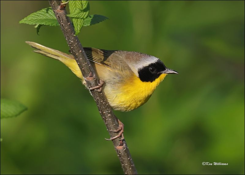 Common Yellowthroat male, Wagoner Co, OK, 4-21-2024_2424Dlz.jpg