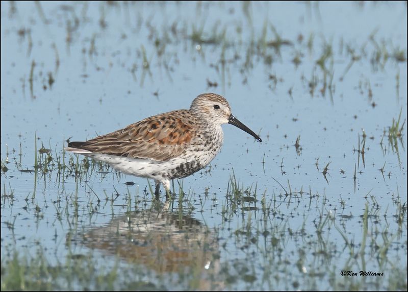 Dunlin, Wagoner Co., OK, 4-29-2024_3028z.jpg