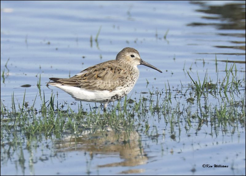 Dunlin, Wagoner Co., OK, 4-29-2024_3055z.jpg