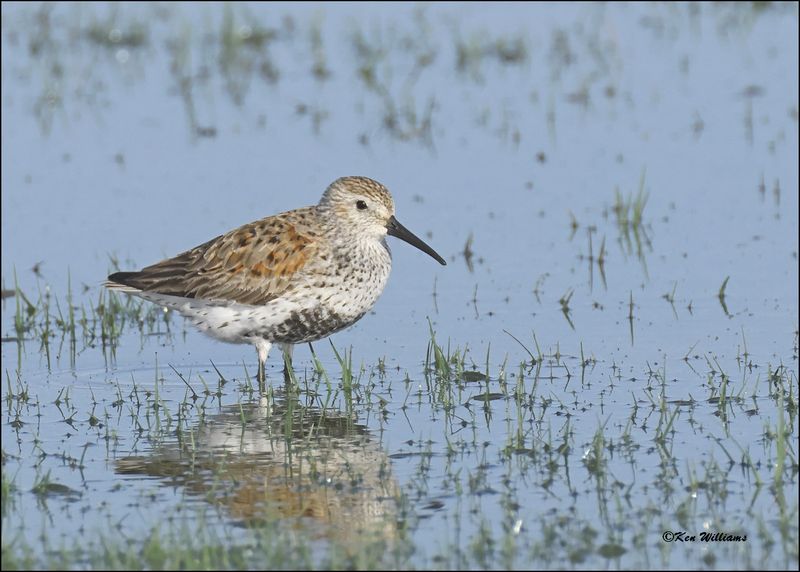 Dunlin, Wagoner Co., OK, 4-29-2024_3085z.jpg