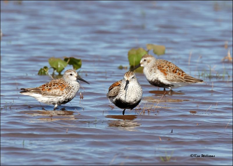 Dunlin, Wagoner Co., OK, 4-29-2024_3320z.jpg