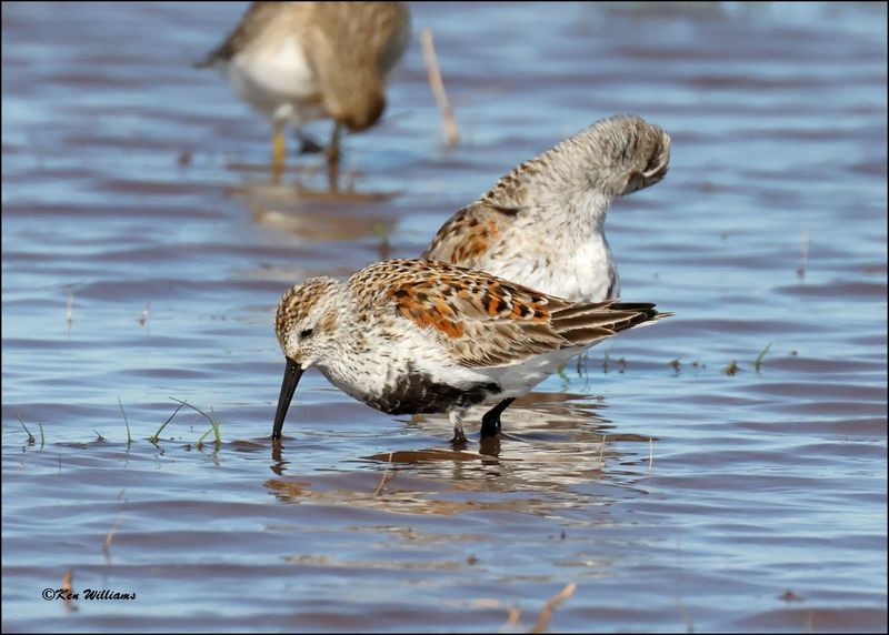 Dunlin, Wagoner Co., OK, 4-29-2024_3344z.jpg