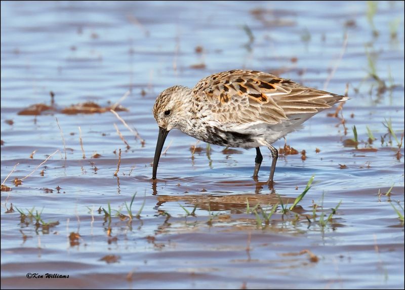 Dunlin, Wagoner Co., OK, 4-29-2024_3362z.jpg