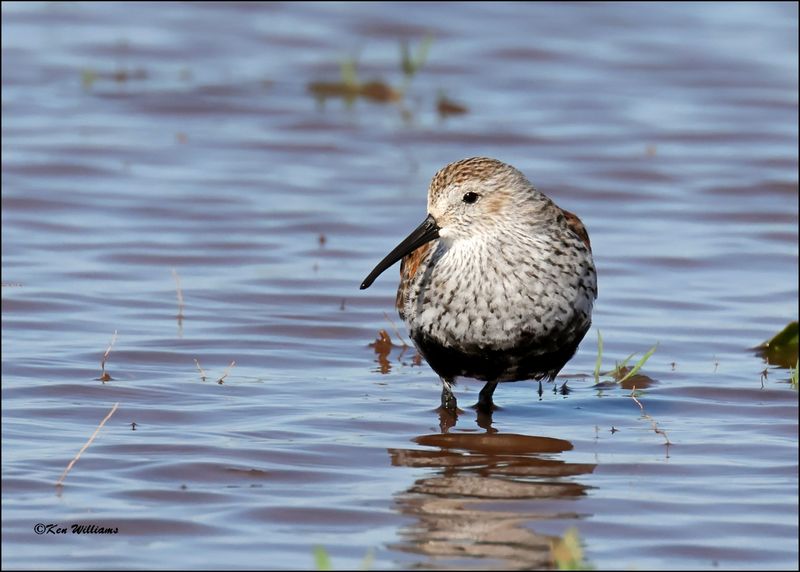 Dunlin, Wagoner Co., OK, 4-29-2024_3414z.jpg