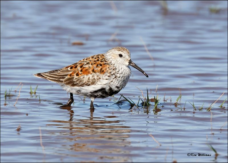 Dunlin, Wagoner Co., OK, 4-29-2024_3439z.jpg